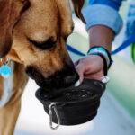 Silicone Collapsible Pet Bowl